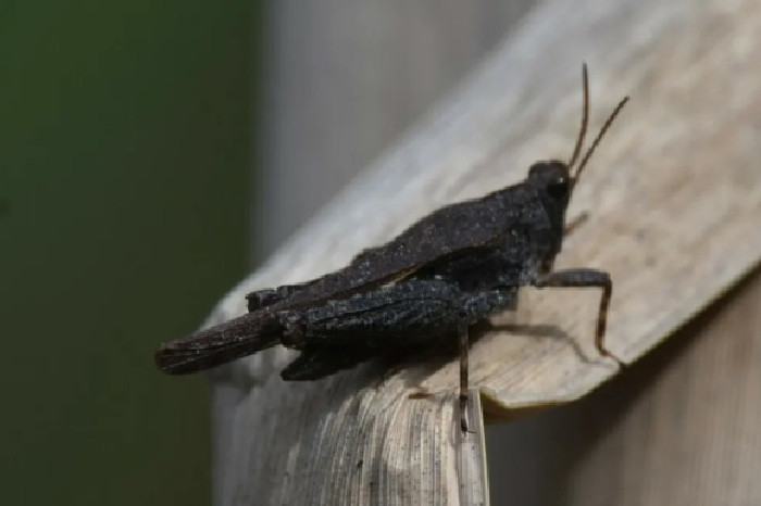 Fenomena Hewan Berubah Warna Setelah Kebakaran Hutan (dok. fmcghee/iNaturalist)