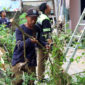 Tanggap Darurat, Tim Gabungan Evakuasi Pohon Tumbang di Pulau Pramuka (PPID Jakarta)