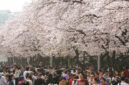 5 Tempat Terbaik untuk Menikmati Keindahan Bunga Sakura di Korea (dok. Republic of Korea)