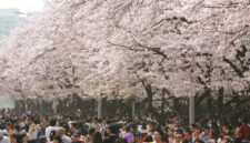 5 Tempat Terbaik untuk Menikmati Keindahan Bunga Sakura di Korea (dok. Republic of Korea)