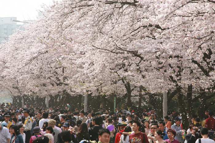 5 Tempat Terbaik untuk Menikmati Keindahan Bunga Sakura di Korea (dok. Republic of Korea)