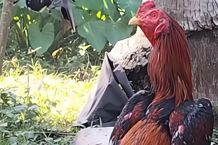 Cara Memilih Anak Ayam Bangkok yang Bagus dan Calon Juara (Ragamutama.com)